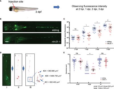 Negative Regulator Nlrc3-like Maintain the Balanced Innate Immune Response During Mycobacterial Infection in Zebrafish